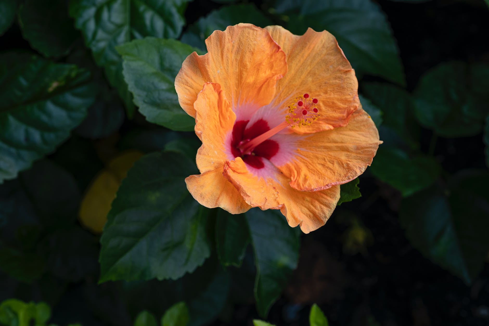 Fiesta Hibiscus image 3