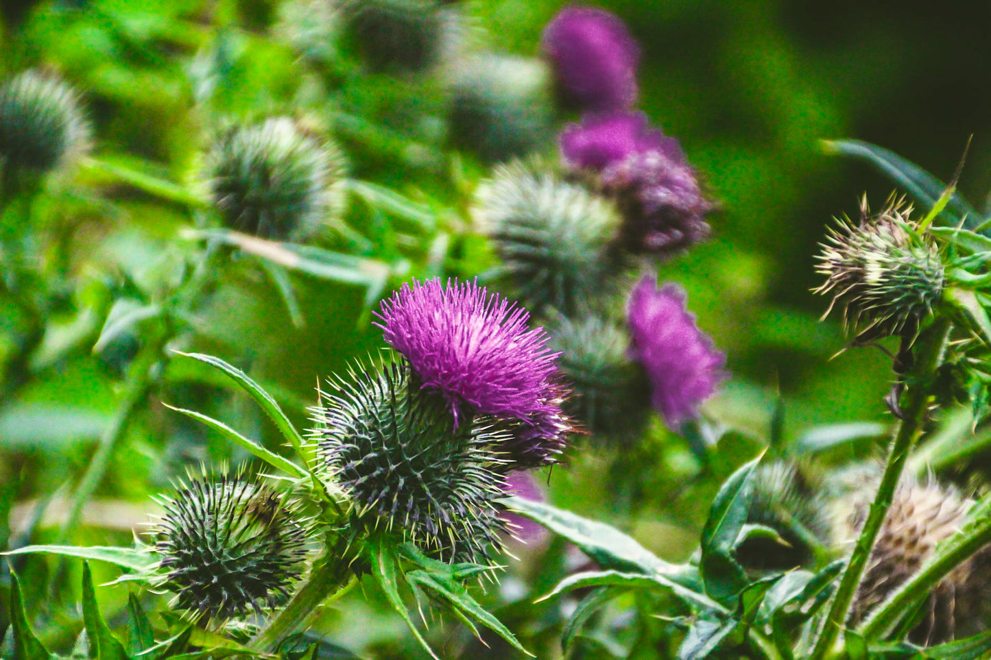Purple Thistle image 3
