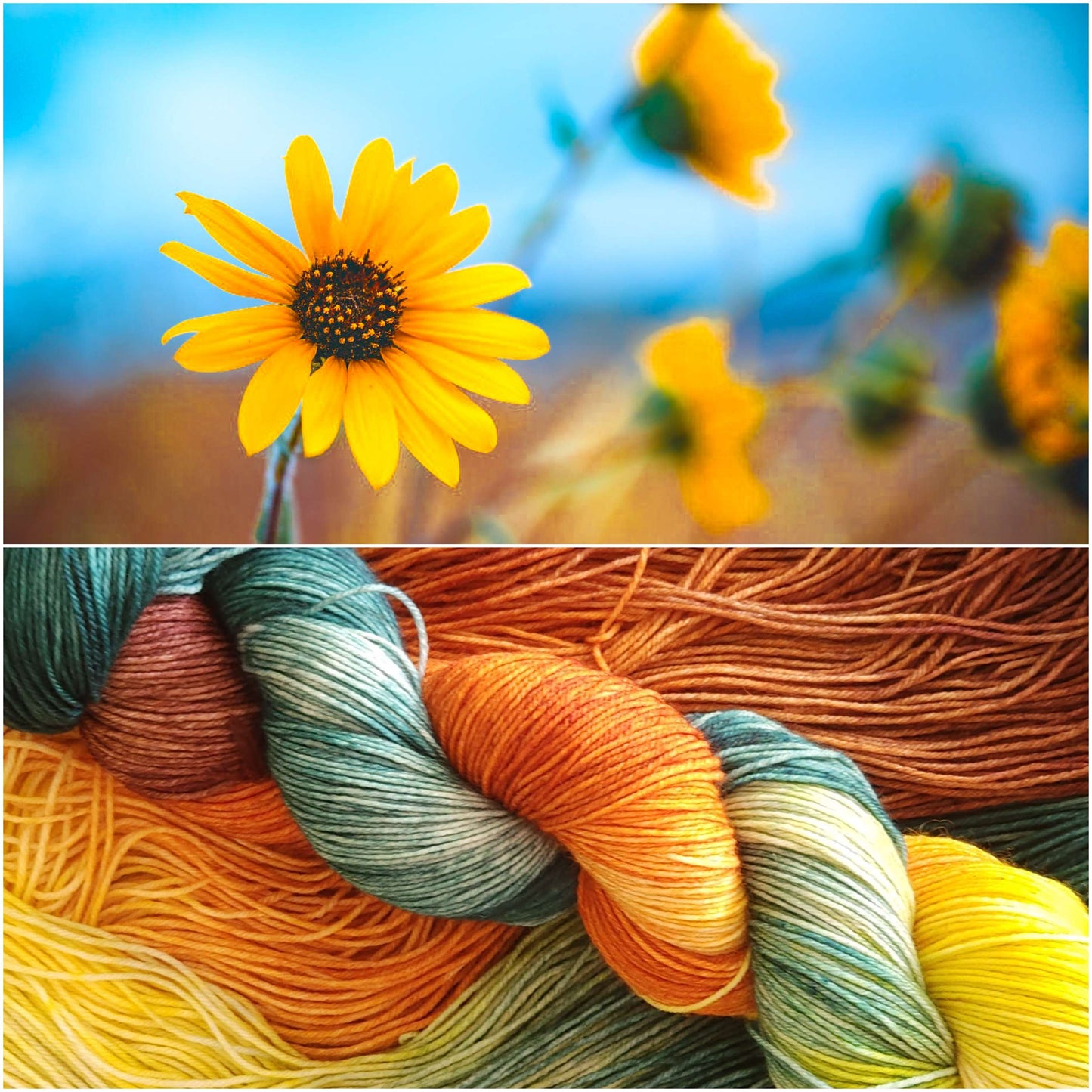 Coastal Sunflower image 0