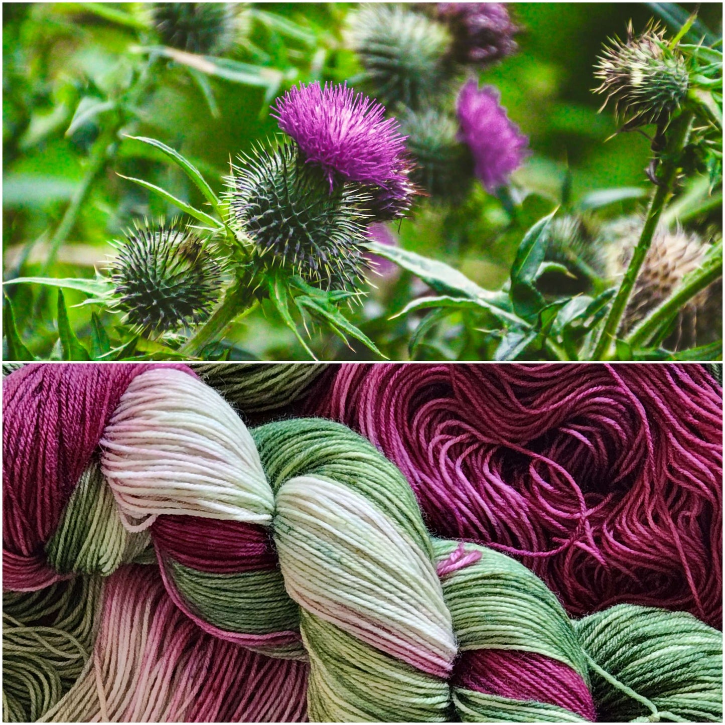 Purple Thistle image 0