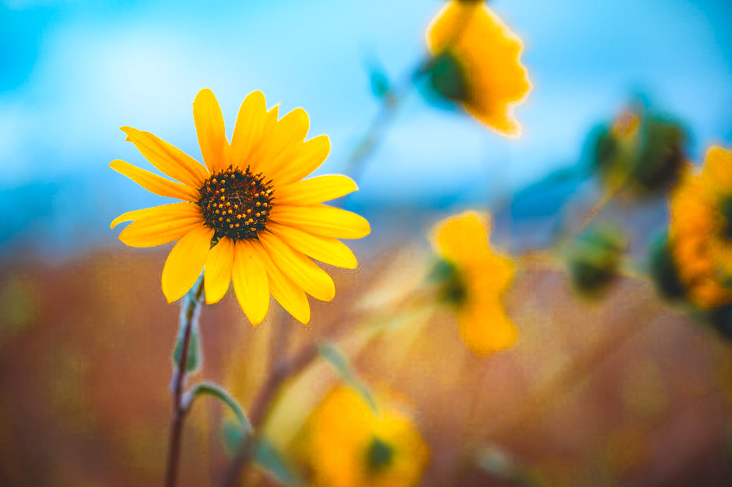 Coastal Sunflower image 3