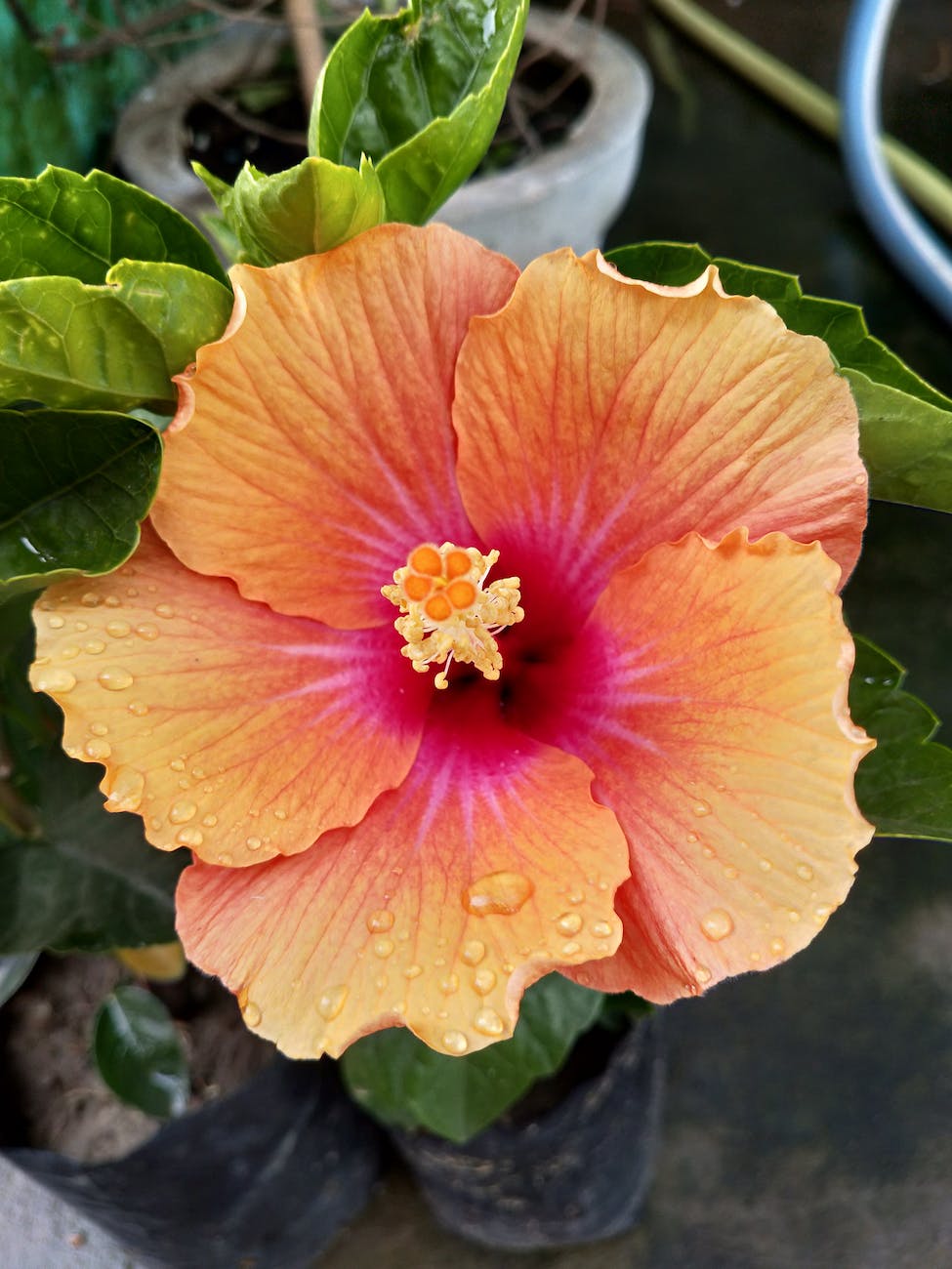 Fiesta Hibiscus image 2