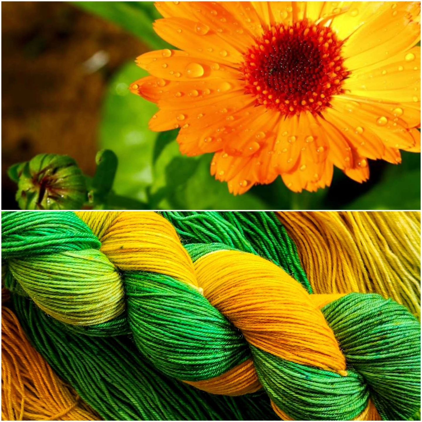 Marigold image 3