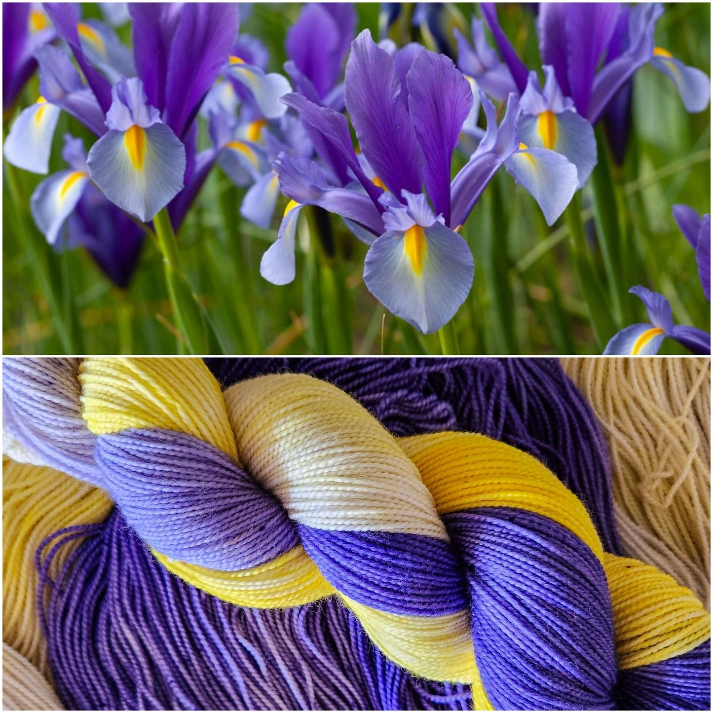 Iris image 1