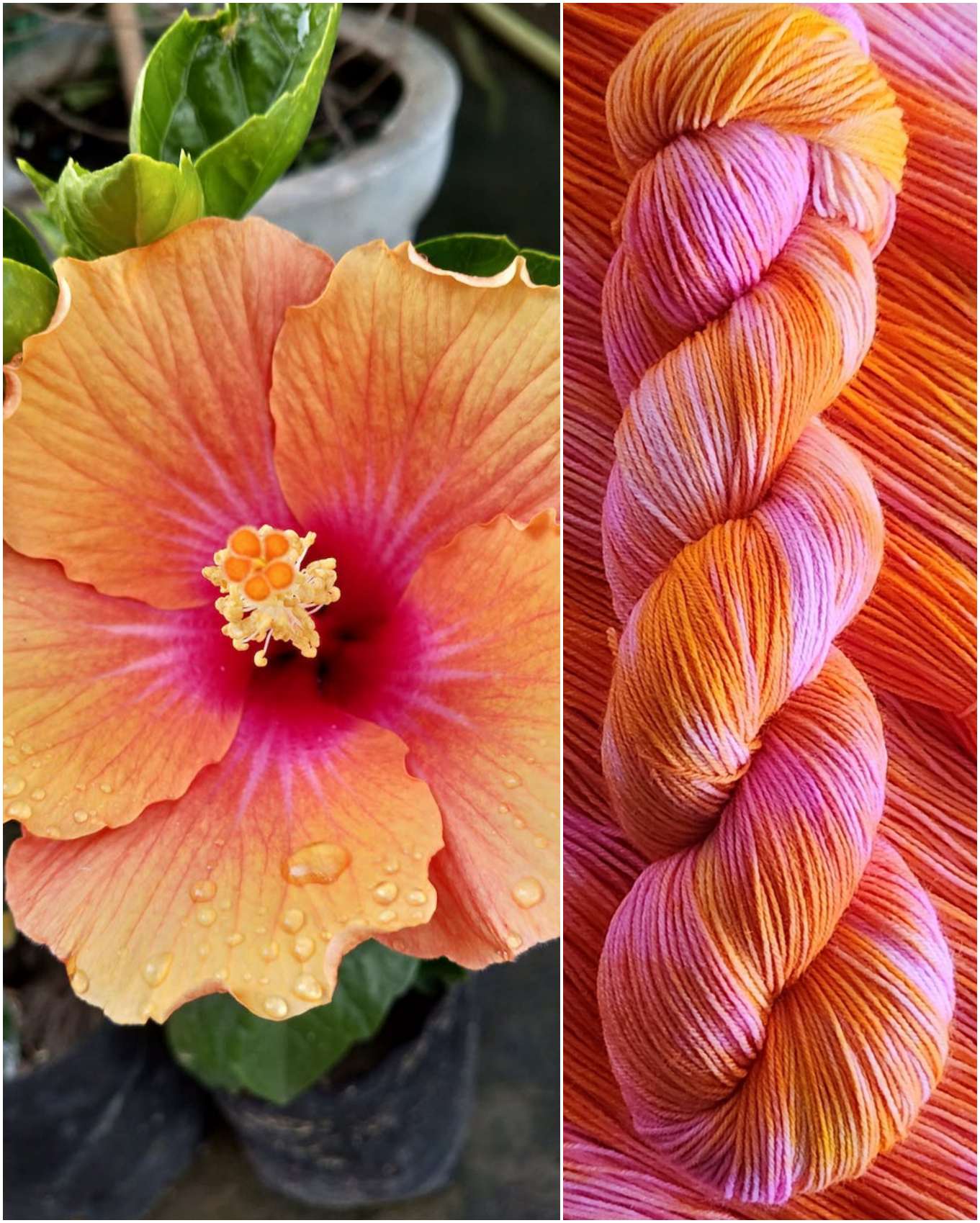 Fiesta Hibiscus image 1